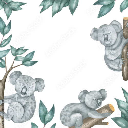 Photography Square frame of koalas