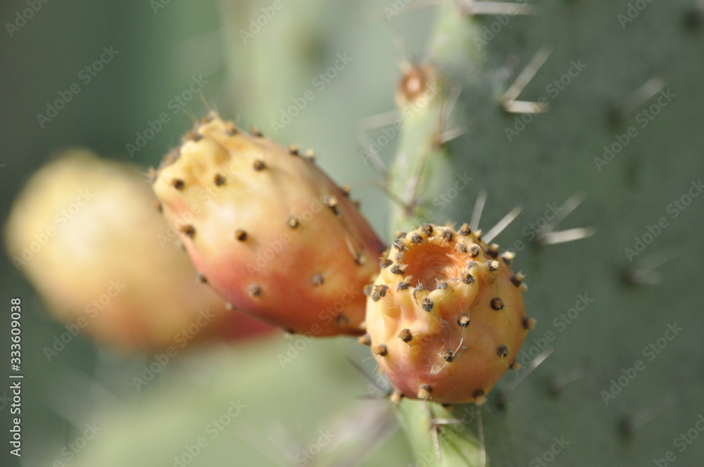 Blooming prickly pear. Cactus with edible leaves and fruit in the desert of Israel. Blooming prickly pear. Cactus with edible leaves and fruit in the desert of Israel.