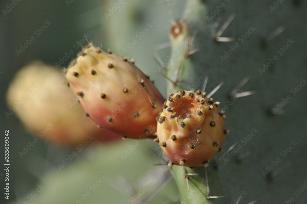 Blooming prickly pear. Cactus with edible leaves and fruit in the desert of Israel. Blooming prickly pear. Cactus with edible leaves and fruit in the desert of Israel.