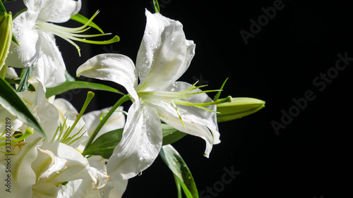 white lily close up with black background  photo