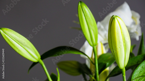 white lily close up with black background 