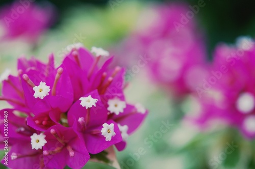 Bougainvillea flowers background, pink flower blooming © tpap8228