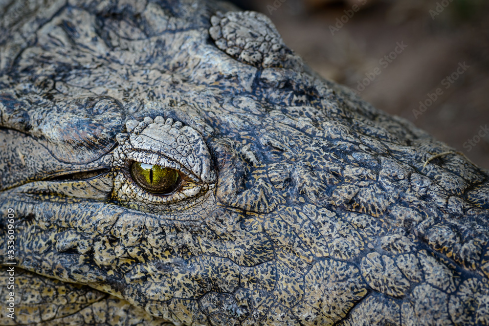 Fototapeta premium The eye of a Nile crocodile (Crocodylus niloticus). KwaZulu Natal. South Africa
