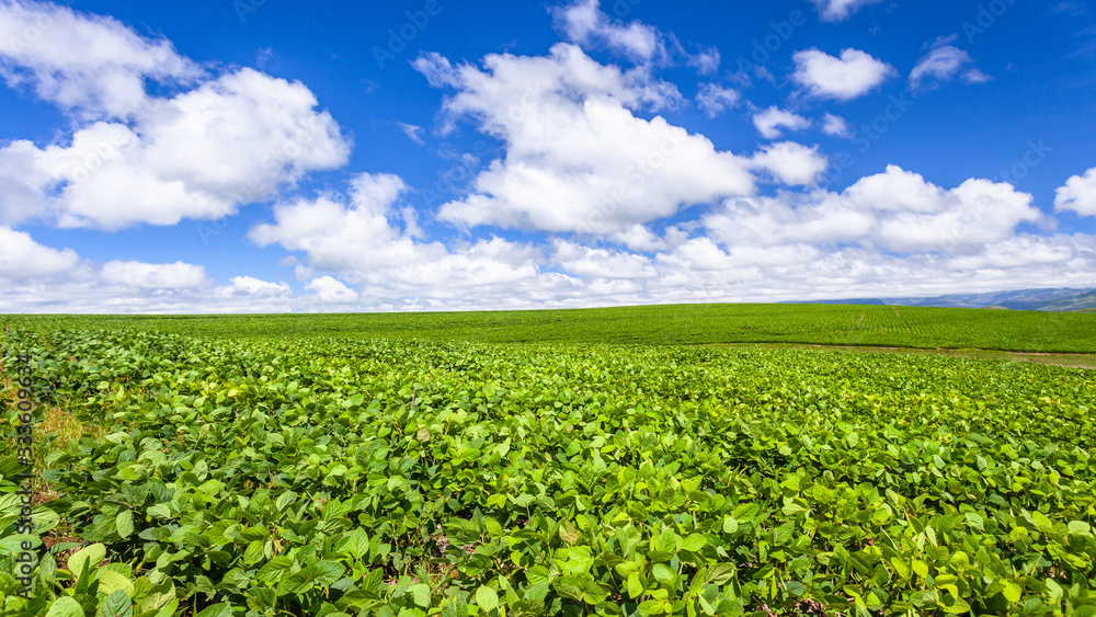 Farm Crops Chick Pee Field Summer Blue Sky Clouds Panoramic Landscape Farm Crops Chick Pee Field Summer Blue Sky Clouds Panoramic Landscape