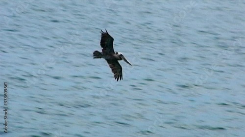 Pelican Flying and Fishing In Ocean Harbor