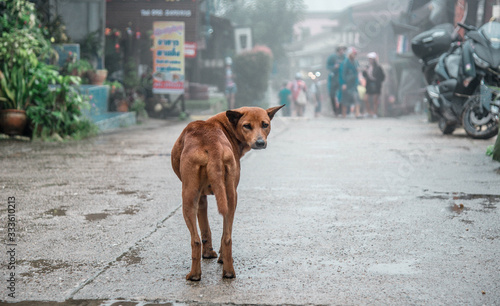 Dogs walk in the rain in middle of the street and turns to look.