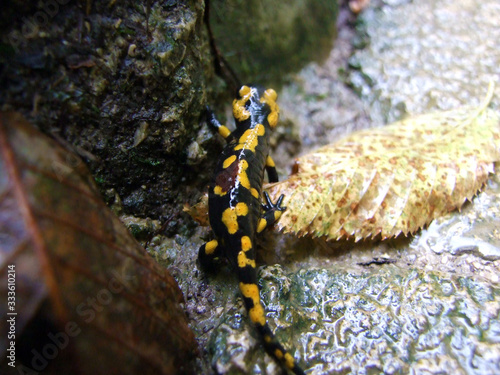 The fire salamander (Salamandra salamandra), Der Feuersalamander or Pjegavi dazdevnjak ili Sareni dazdevnjak - Plitvice Lakes National Park or nacionalni park Plitvicka jezera, Croatia photo