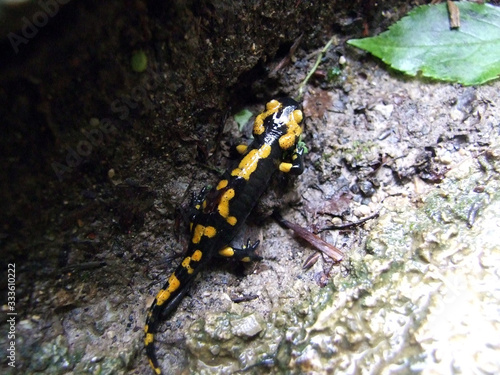 The fire salamander (Salamandra salamandra), Der Feuersalamander or Pjegavi dazdevnjak ili Sareni dazdevnjak - Plitvice Lakes National Park or nacionalni park Plitvicka jezera, Croatia photo