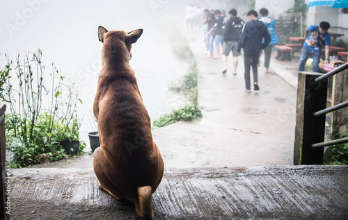 The dog sat and watched the people walking in the rain.