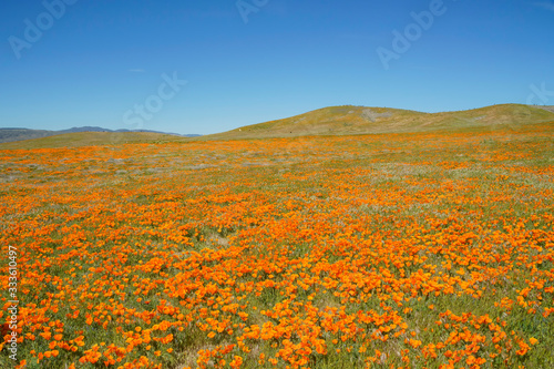 Wild flower at Antelope Valley
