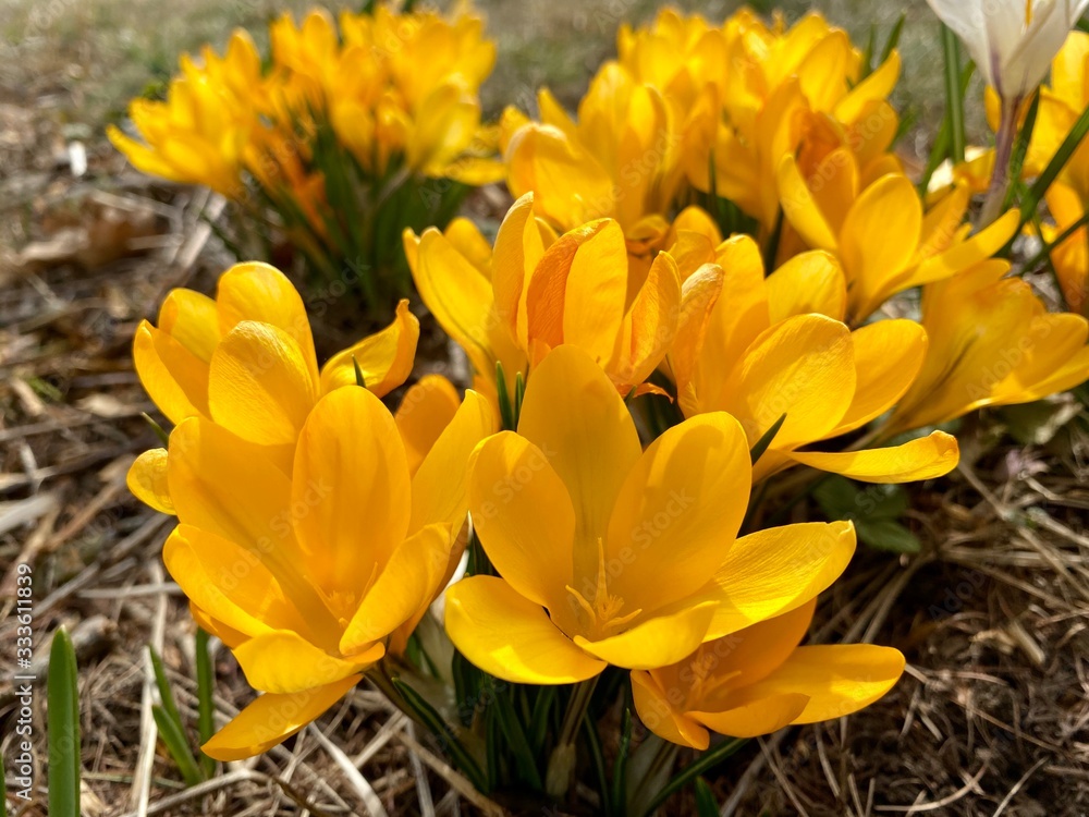 Bright yellow crocuses in the spring garden Bright yellow crocuses in the spring garden