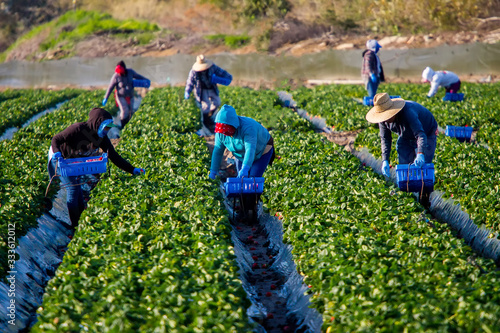 Canvas Print Farm workers picking strawberries on cold sunny morning