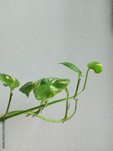 Plant goiden pothos tree green  photo