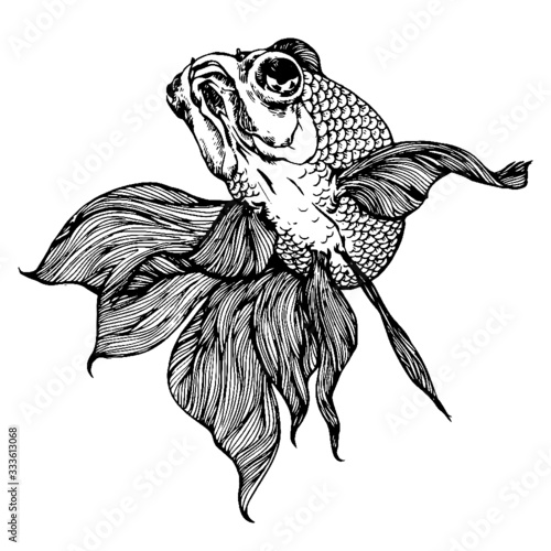 vector illustration of a goldfish on white background 
