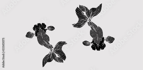 Goldfish Isolated on light gray background 