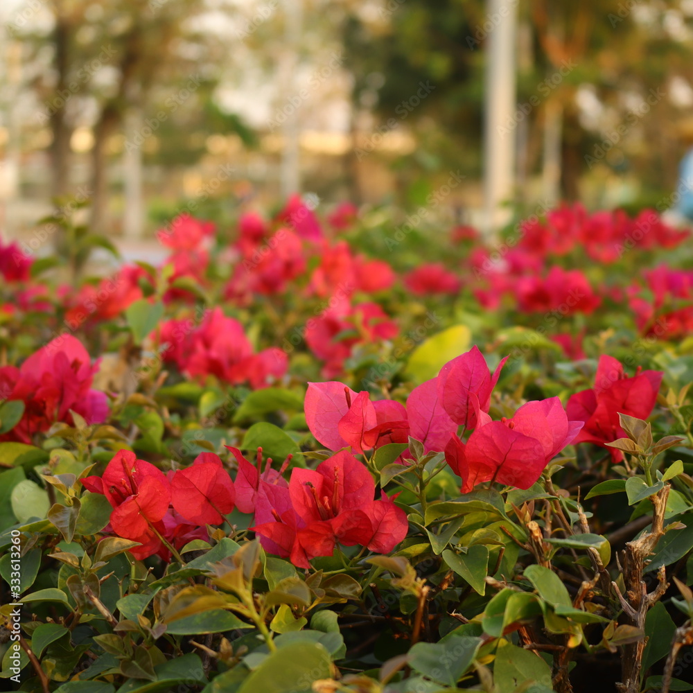 red flowers in the garden red flowers in the garden