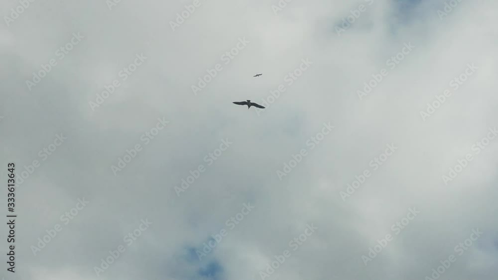 Seagulls And Birds Flying In The Blue Sky Slow Motion.