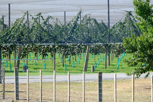 Fresh Organic Peach in the garden of New Zealand