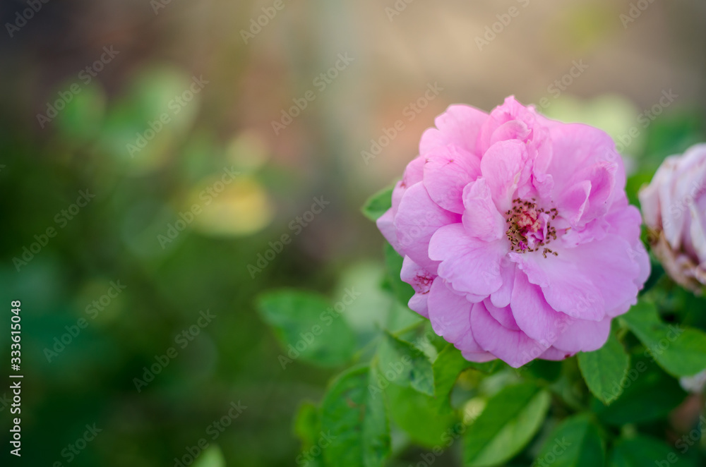 Red roses in fresh morning, little rose in green garden Red roses in fresh morning, little rose in green garden