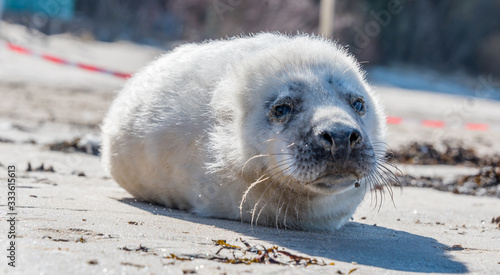 White Grey Seal Pup Relaxing on a Sunny Beach in Latvia