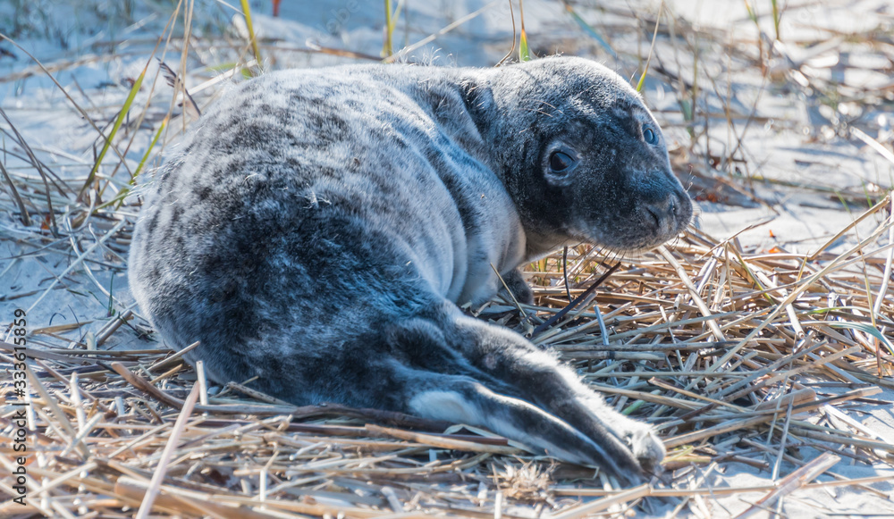 Naklejka premium Grey Seal Pup Relaxing on a Sunny Beach in Latvia