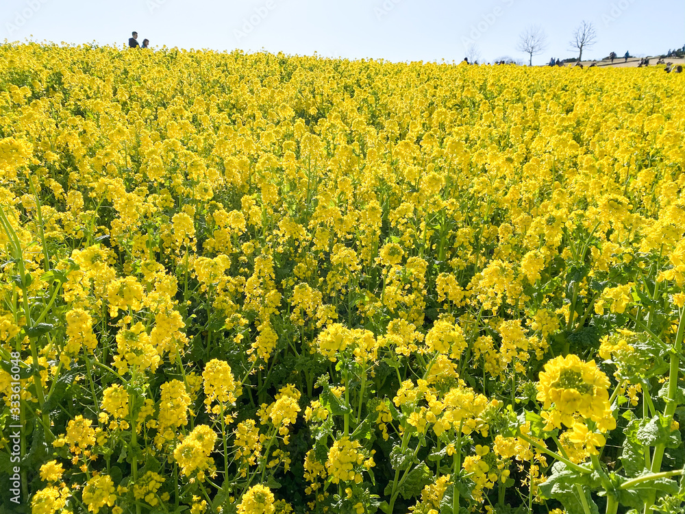 Fototapeta premium 菜の花