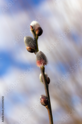 willow branch with buds in spring