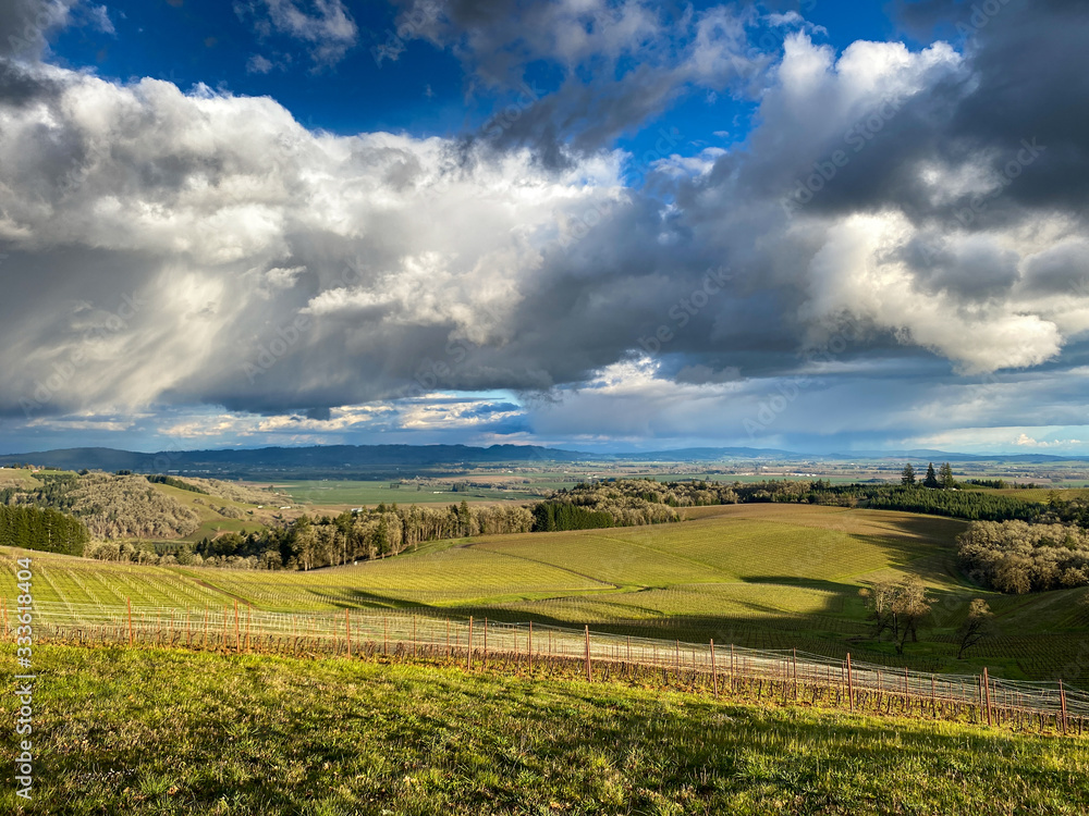 A dramatic sky covers this view of an Oregon vineyard, vivid blue and big white clouds, early spring green, rows of pruned vines on wire trellises. 