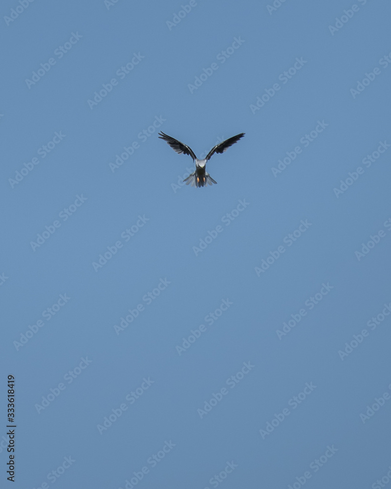 Bird flying Bird flying