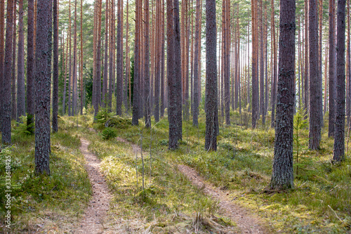 Finnish pine forest during afternoon sunshine. People are getting out of the city and to get away from Corona virus epidemic.