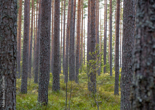 Fototapeta Naklejka Na Ścianę i Meble -  Finnish pine forest during afternoon sunshine. People are getting out of the city and to get away from Corona virus epidemic.
