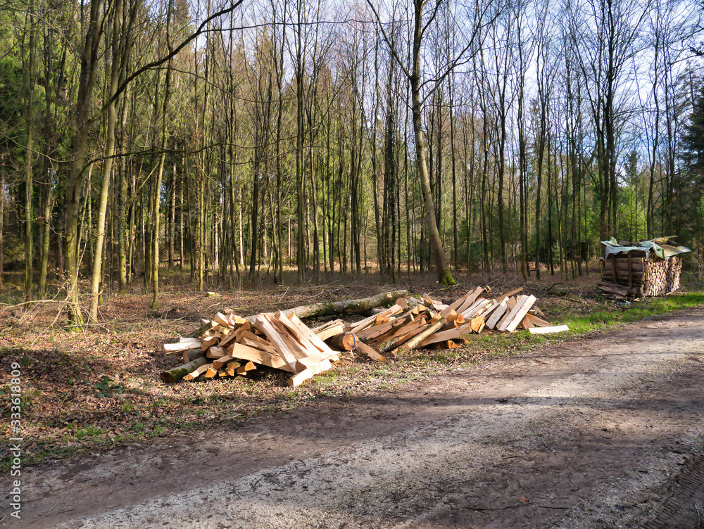 Trees processed and cut into logs lie in a pile next to the footpath in the forest.