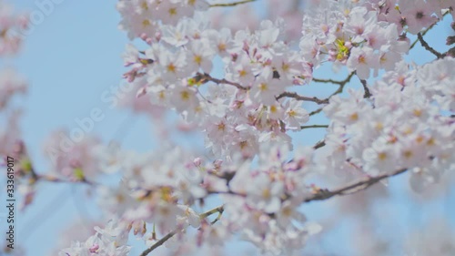 桜 スロー 4K 