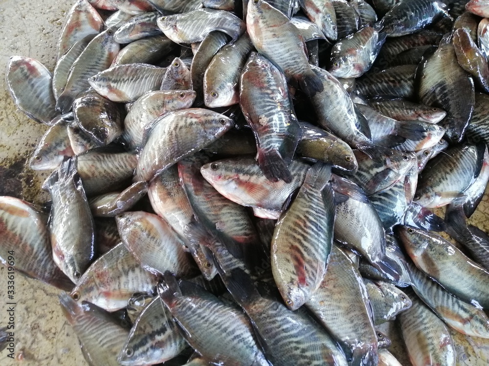 Many gourami fish are waiting to be dried. Is a food preservation Many gourami fish are waiting to be dried. Is a food preservation