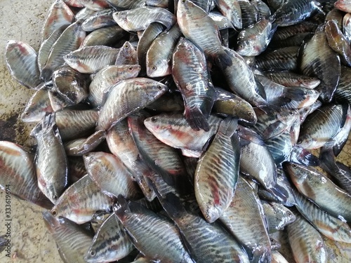  Many gourami fish are waiting to be dried. Is a food preservation