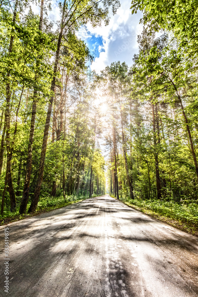 nature forest landscape and road in morning sun rays through trees against backlit sun background Wide vertical view of path in wood towards sun Pine tree mystical woodland Natural color of nature