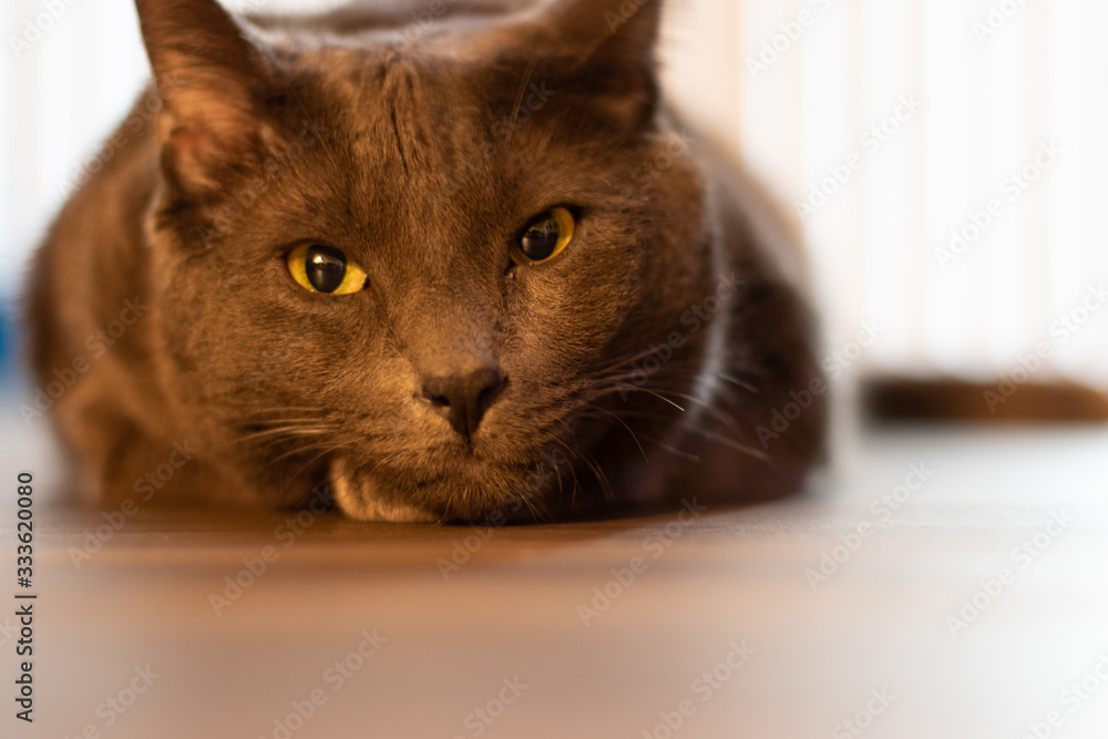 Naklejka premium cat