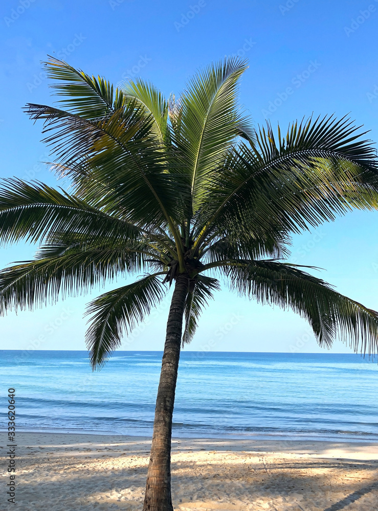 Beach and palm trees on the island of Phuket