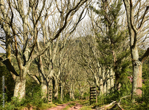 Path in the forest