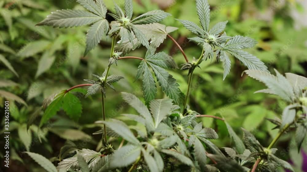 Cannabis plants grow under artificial lights Cannabis plants grow under artificial lights