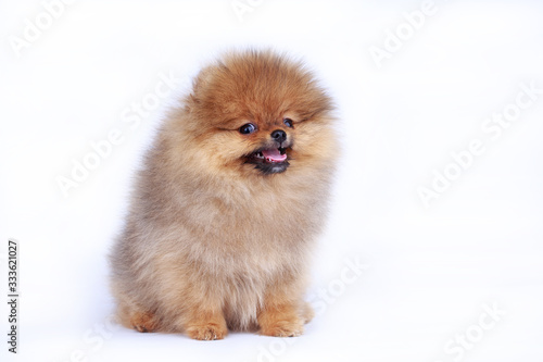 Dog breed pomeranian spitz