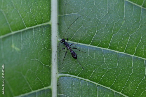 schwarze Schlupfwespe mit langen Fühlern