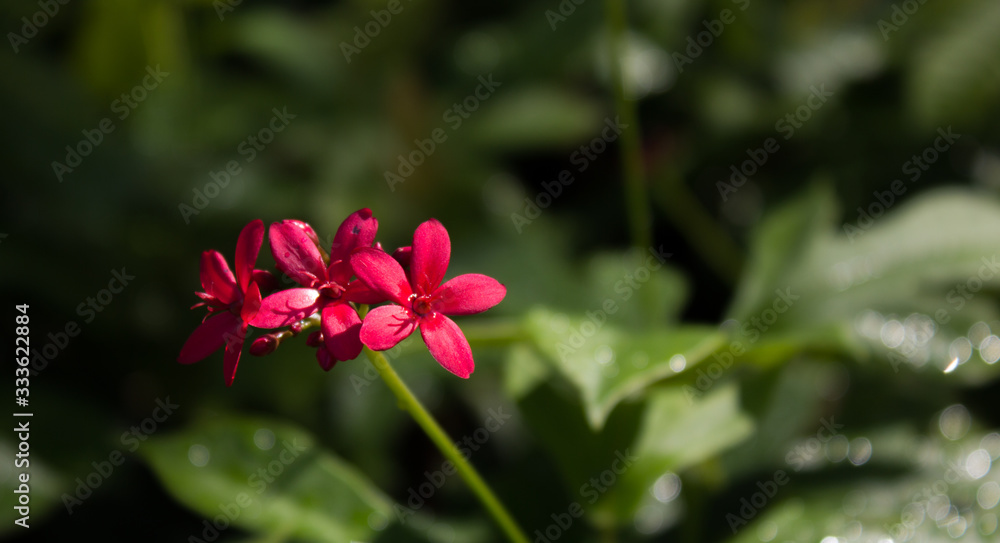 red flower in the garden red flower in the garden
