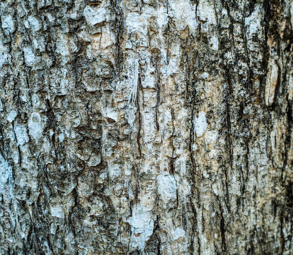 Naklejka premium The surface of the bark is used as a background image.