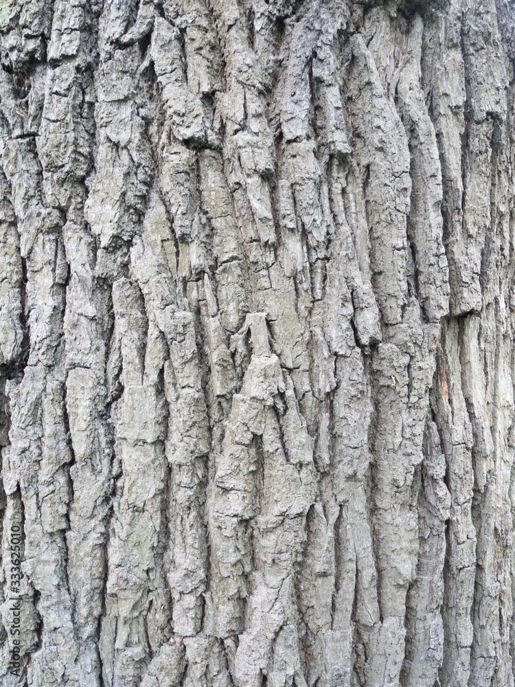 Brown oak bark in the spring forest. Macro photo Brown oak bark in the spring forest. Macro photo