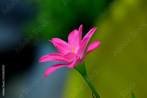 A beautiful purple color Indian rain lily flowers with rain drops and natural sun light rooms and background blur. Botanical name Zephyranthes family or indian lily or rain lily