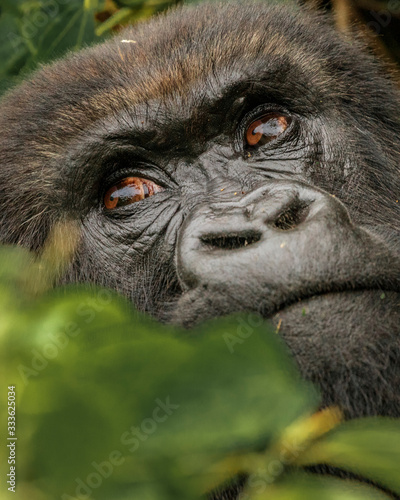 Portrait of a mountain gorilla silverback, found wjile tracking. Africa photo