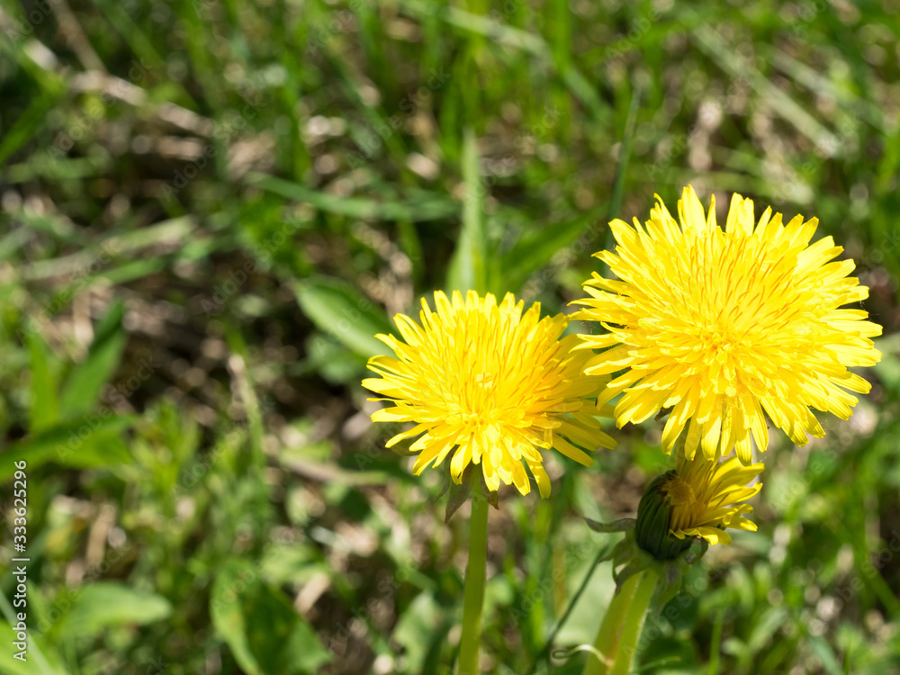 Yellow dandelion flowers in forest Yellow dandelion flowers in forest