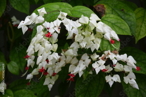 White flowers of Clerodendrum thomsoniae plant commonly known as bleeding heart vine, glory bower or bagflower, and green leaves in a garden in a sunny spring day beautiful outdoor floral background photo