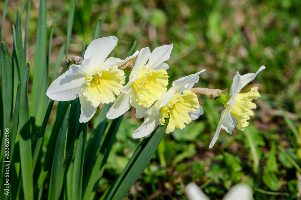 Close up of four delicate yellow daffodil flowers in full bloom with blurred green grass, in a sunny spring garden, beautiful outdoor floral background Close up of four delicate yellow daffodil flowers in full bloom with blurred green grass, in a sunny spring garden, beautiful outdoor floral background